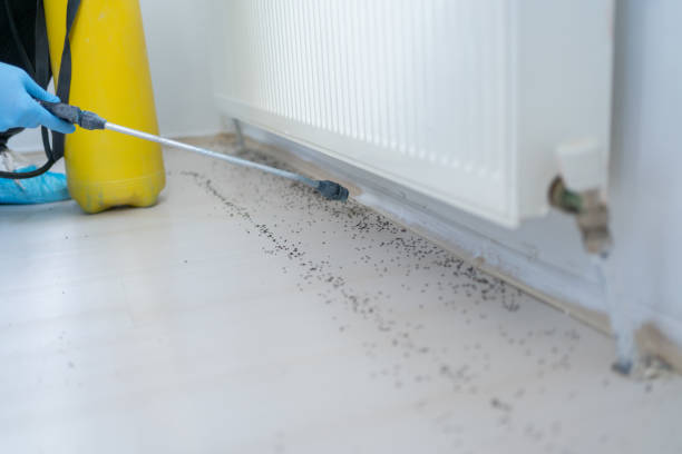 Best Flea Control Services  in Edgard, LA